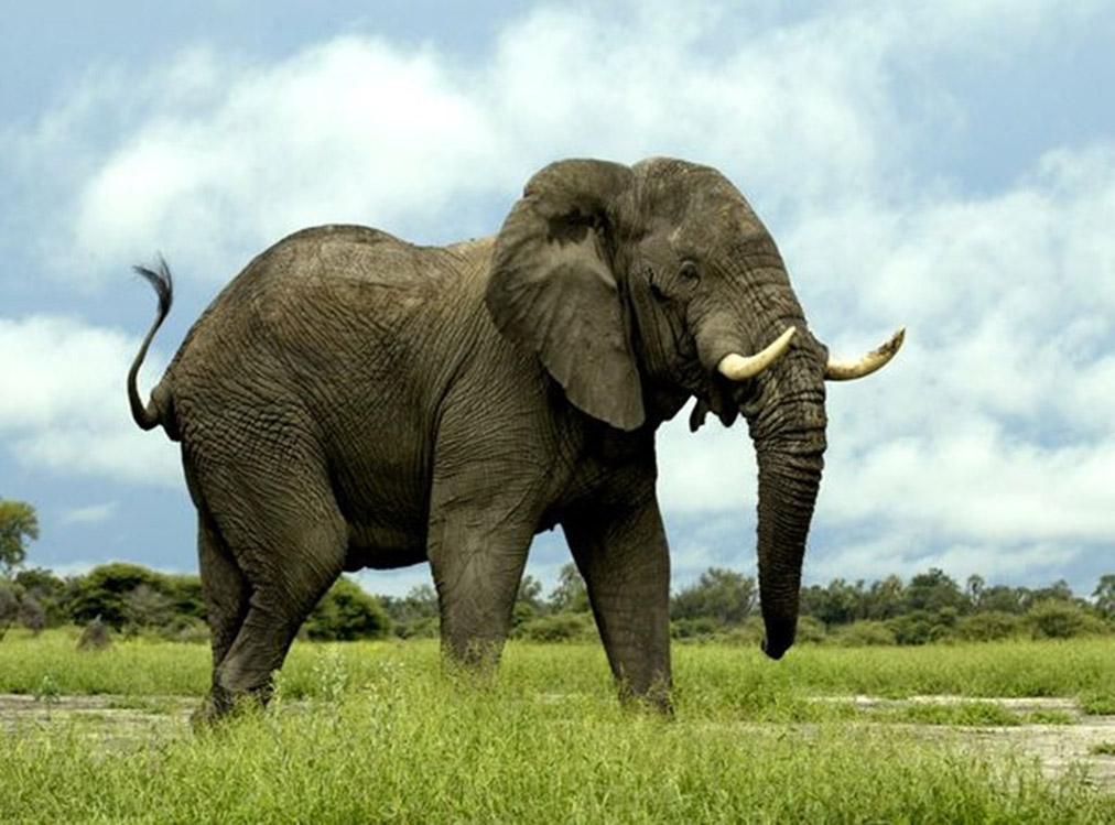 Elephant Weight - Facts about the Size of Elephants