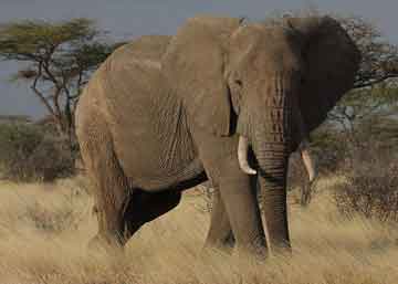 African Elephant 360