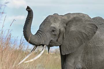 African Elephant Raised Trunk 360