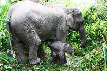 baby-asian-elephant-and-its-mother-360.jpg