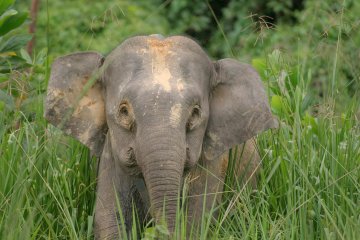 Pygmy-Elephant-in-a-field.jpg