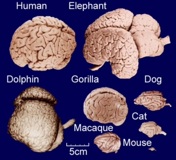 Comparison Of Brains From Mammals