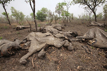 Elephant Graveyard